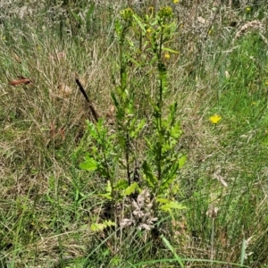 Senecio biserratus at Nunnock Swamp - 18 Jan 2024