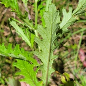 Senecio biserratus at Nunnock Swamp - 18 Jan 2024