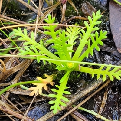 Cotula alpina (Alpine Cotula) at Nunnock Swamp - 18 Jan 2024 by trevorpreston