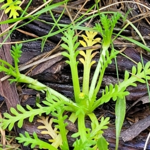 Cotula alpina at South East Forest National Park - 18 Jan 2024