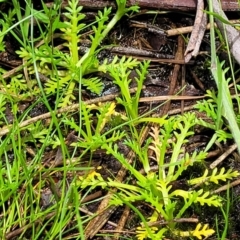 Cotula alpina at South East Forest National Park - 18 Jan 2024