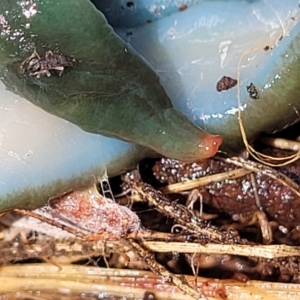 Caenoplana spenceri at South East Forest National Park - suppressed