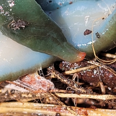 Caenoplana spenceri (Spencer's flatworm) at Nunnock Swamp - 18 Jan 2024 by trevorpreston