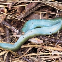 Caenoplana spenceri at South East Forest National Park - suppressed