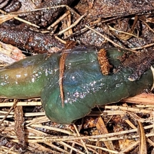 Caenoplana spenceri at South East Forest National Park - suppressed