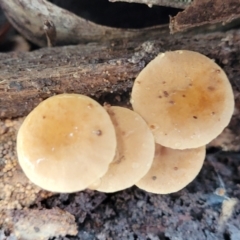 Unidentified Cap on a stem; gills below cap [mushrooms or mushroom-like] at South East Forest National Park - 18 Jan 2024 by trevorpreston