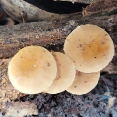 Unidentified Cap on a stem; gills below cap [mushrooms or mushroom-like] at Nunnock Swamp - 18 Jan 2024 by trevorpreston