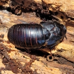 Panesthia australis (Common wood cockroach) at South East Forest National Park - 18 Jan 2024 by trevorpreston