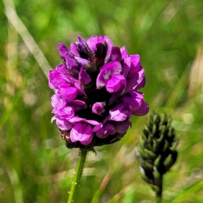 Cullen microcephalum (Dusky Scurf-pea) at Tantawangalo, NSW - 18 Jan 2024 by trevorpreston