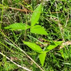 Cullen microcephalum at South East Forest National Park - 18 Jan 2024