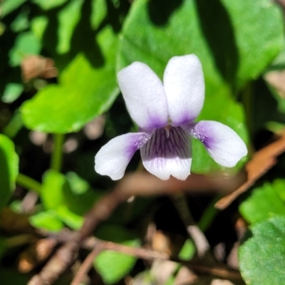 Viola hederacea (Ivy-leaved Violet) at Nunnock Grassland Walking Track - 18 Jan 2024 by trevorpreston
