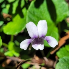 Viola hederacea at South East Forest National Park - 18 Jan 2024 12:53 PM