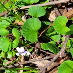 Viola hederacea at South East Forest National Park - 18 Jan 2024 12:53 PM