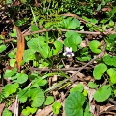 Viola hederacea at South East Forest National Park - 18 Jan 2024 12:53 PM