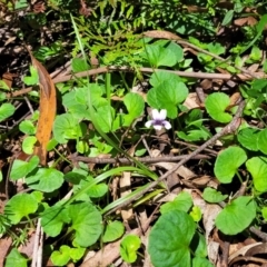 Viola hederacea at South East Forest National Park - 18 Jan 2024