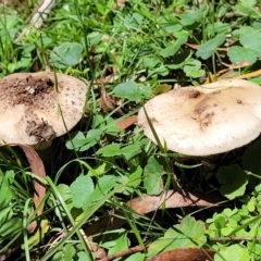 Unidentified Cap on a stem; gills below cap [mushrooms or mushroom-like] at Nunnock Grassland Walking Track - 18 Jan 2024 by trevorpreston