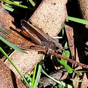 Cryptobothrus chrysophorus at South East Forest National Park - 18 Jan 2024