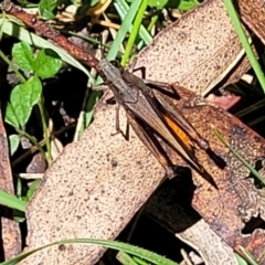 Cryptobothrus chrysophorus at South East Forest National Park - 18 Jan 2024