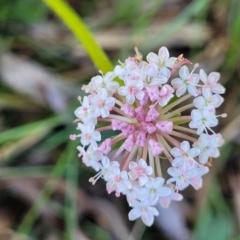 Trachymene humilis subsp. humilis (Alpine Trachymene) at Tantawangalo, NSW - 18 Jan 2024 by trevorpreston