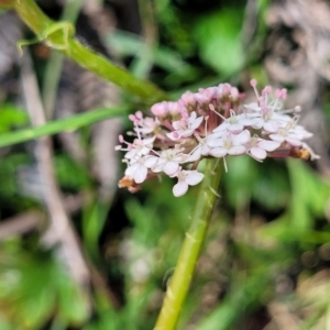 Trachymene humilis subsp. humilis at South East Forest National Park - 18 Jan 2024