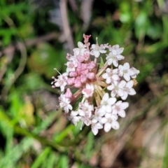 Trachymene humilis subsp. humilis at South East Forest National Park - 18 Jan 2024