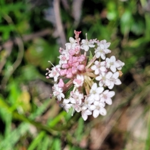 Trachymene humilis subsp. humilis at South East Forest National Park - 18 Jan 2024