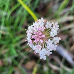 Trachymene humilis subsp. humilis at South East Forest National Park - 18 Jan 2024