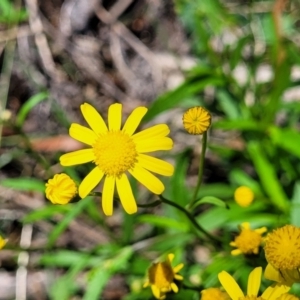 Senecio madagascariensis at South East Forest National Park - 18 Jan 2024