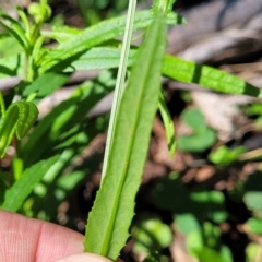 Senecio madagascariensis at South East Forest National Park - 18 Jan 2024