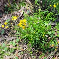 Senecio madagascariensis at South East Forest National Park - 18 Jan 2024 12:51 PM