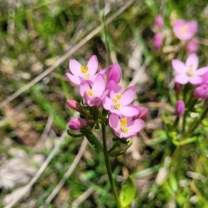 Centaurium erythraea at South East Forest National Park - 18 Jan 2024