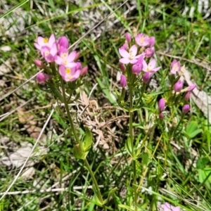 Centaurium erythraea at South East Forest National Park - 18 Jan 2024