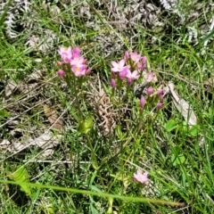 Centaurium erythraea at South East Forest National Park - 18 Jan 2024