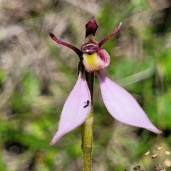 Eriochilus magenteus (Magenta Autumn Orchid) at Tantawangalo, NSW - 18 Jan 2024 by trevorpreston