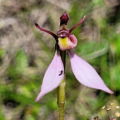 Eriochilus magenteus (Magenta Autumn Orchid) at Nunnock Grassland Walking Track - 18 Jan 2024 by trevorpreston