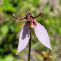 Eriochilus magenteus at South East Forest National Park - 18 Jan 2024