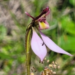 Eriochilus magenteus at South East Forest National Park - 18 Jan 2024