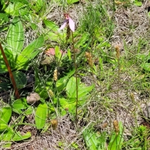 Eriochilus magenteus at South East Forest National Park - 18 Jan 2024