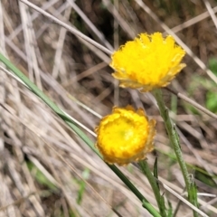 Coronidium gunnianum (Gunn's Everlasting) at Nunnock Grassland Walking Track - 18 Jan 2024 by trevorpreston