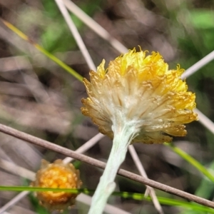 Coronidium gunnianum at South East Forest National Park - 18 Jan 2024