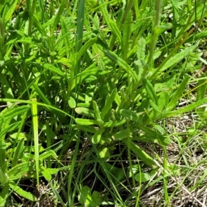 Coronidium gunnianum at South East Forest National Park - 18 Jan 2024