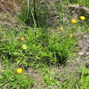 Coronidium gunnianum at South East Forest National Park - 18 Jan 2024