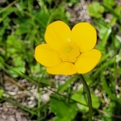 Ranunculus lappaceus (Australian Buttercup) at Tantawangalo, NSW - 18 Jan 2024 by trevorpreston