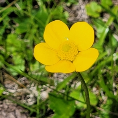 Ranunculus lappaceus (Australian Buttercup) at Tantawangalo, NSW - 18 Jan 2024 by trevorpreston