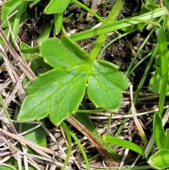 Ranunculus lappaceus at South East Forest National Park - 18 Jan 2024 12:48 PM