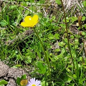 Ranunculus lappaceus at South East Forest National Park - 18 Jan 2024