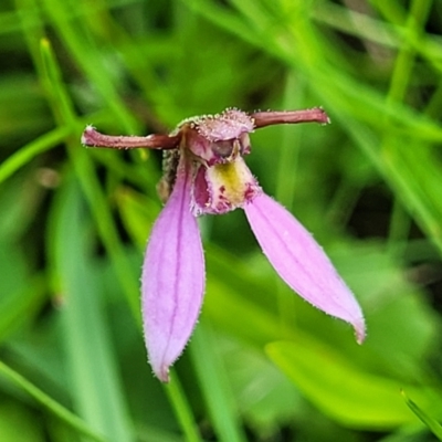 Eriochilus magenteus (Magenta Autumn Orchid) at Tantawangalo, NSW - 18 Jan 2024 by trevorpreston