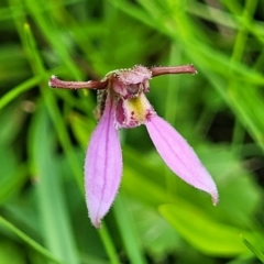Eriochilus magenteus (Magenta Autumn Orchid) at Nunnock Grassland Walking Track - 18 Jan 2024 by trevorpreston