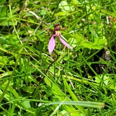 Eriochilus magenteus at South East Forest National Park - 18 Jan 2024