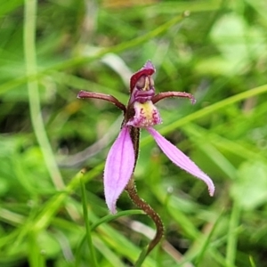 Eriochilus magenteus at South East Forest National Park - 18 Jan 2024